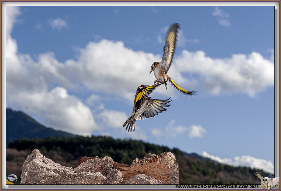 Chardonneret élégant
